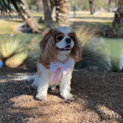 French Lavender Reversible Dog Harness + Bow Tie