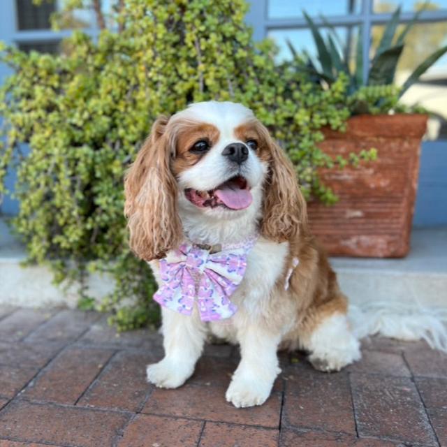 French Lavender Reversible Dog Harness + Sailor Bow