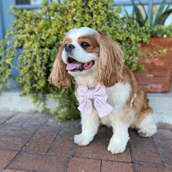 French Lavender Reversible Dog Harness + Sailor Bow Walk Set