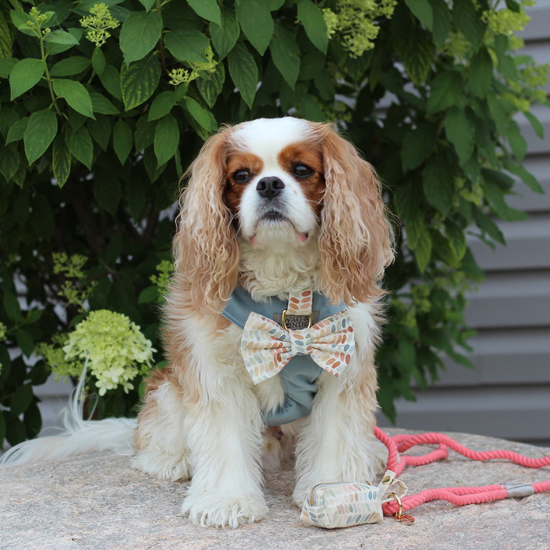 Arctic Sky Reversible Dog Harness + Bow Tie Spiced Coral Walk Set