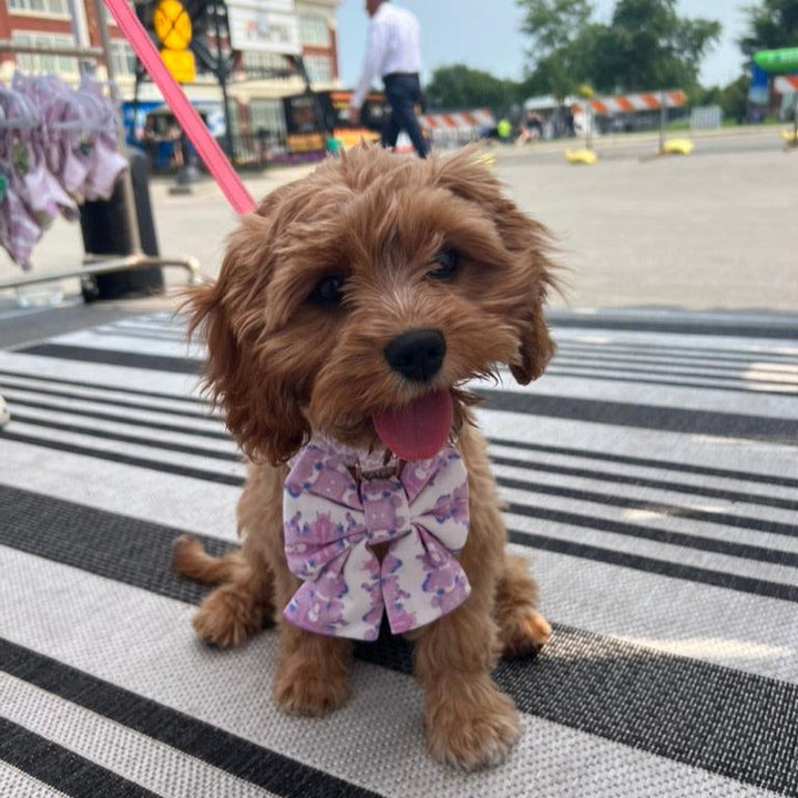 French Lavender Reversible Dog Harness + Sailor Bow