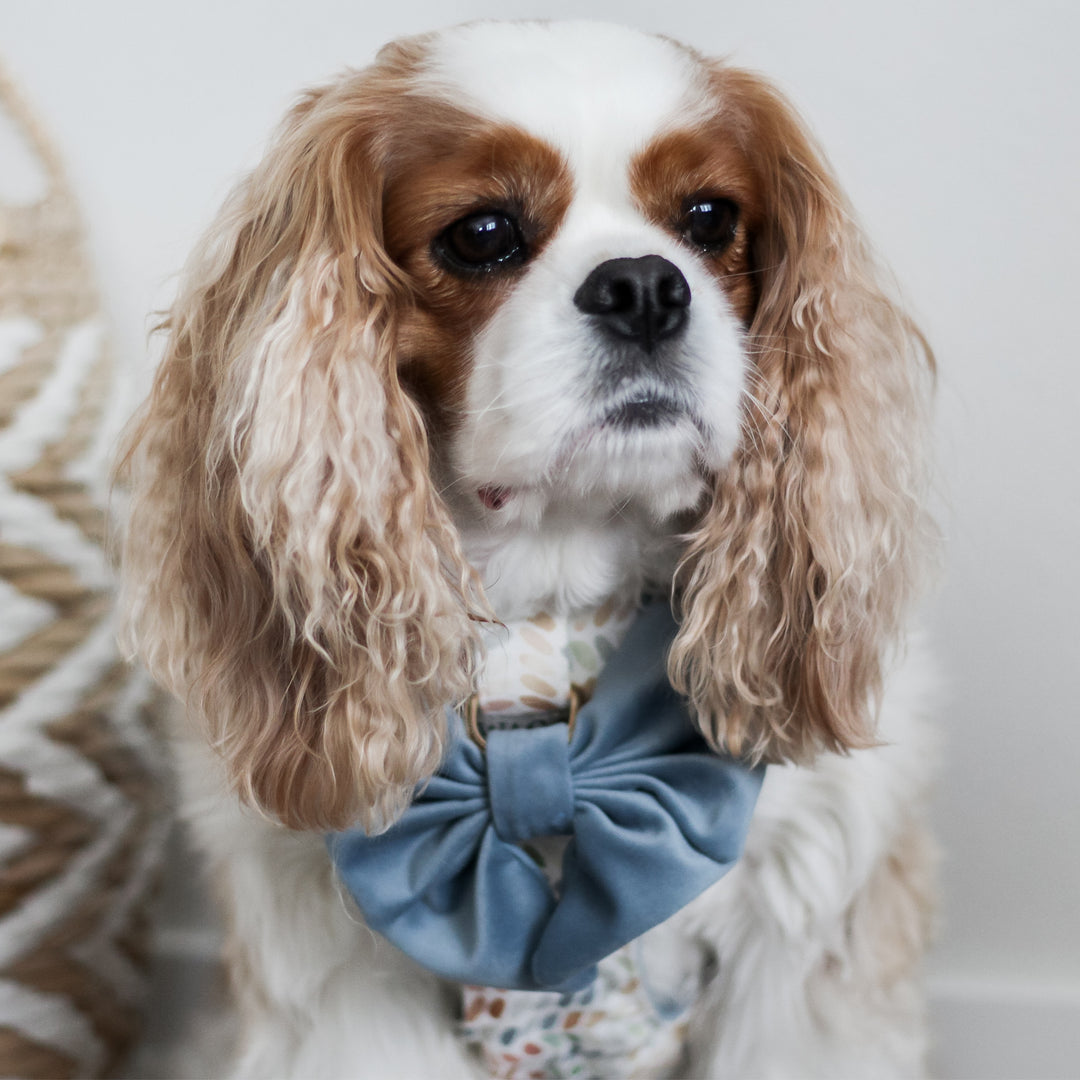 Arctic Sky Reversible Dog Harness + Sailor Bow Spiced Coral Walk Set