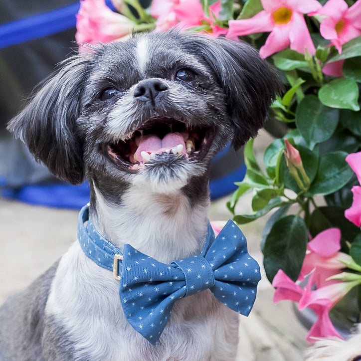 Starry Sky Classic Dog Collar + Bow Tie Walk Set