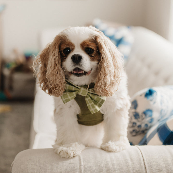 Meadow Windowpane Classic Dog Bow Tie