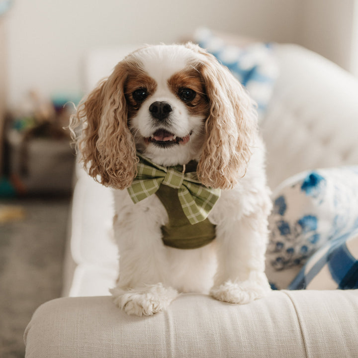 Meadow Reversible Dog Harness