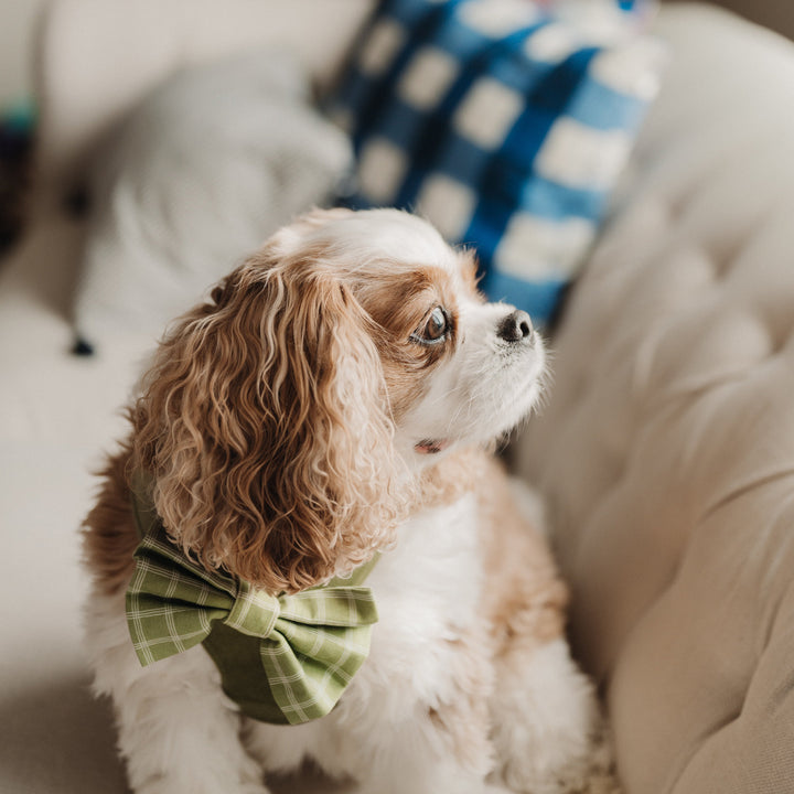 Meadow Reversible Dog Harness + Bow Tie Walk Set