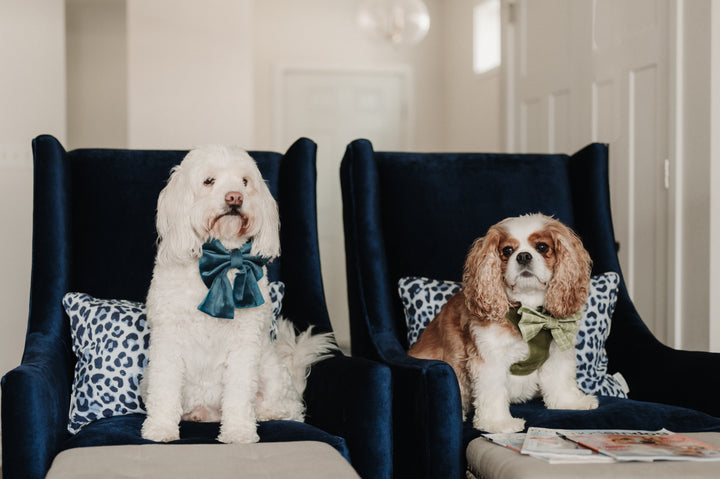 Velvet Atlantic Waves Classic Dog Collar + Sailor Bow