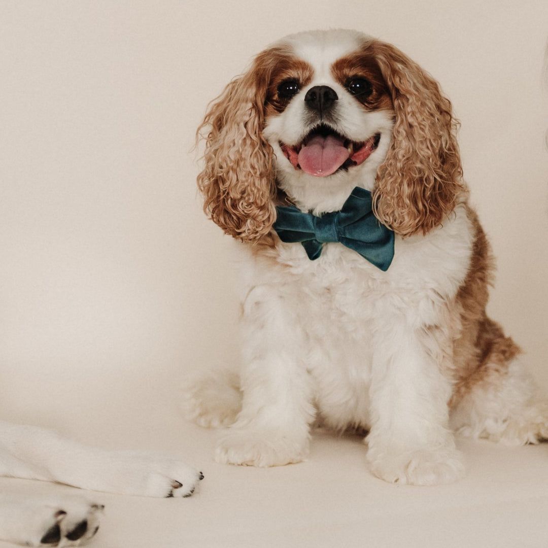 Velvet Atlantic Waves Classic Dog Bow Tie