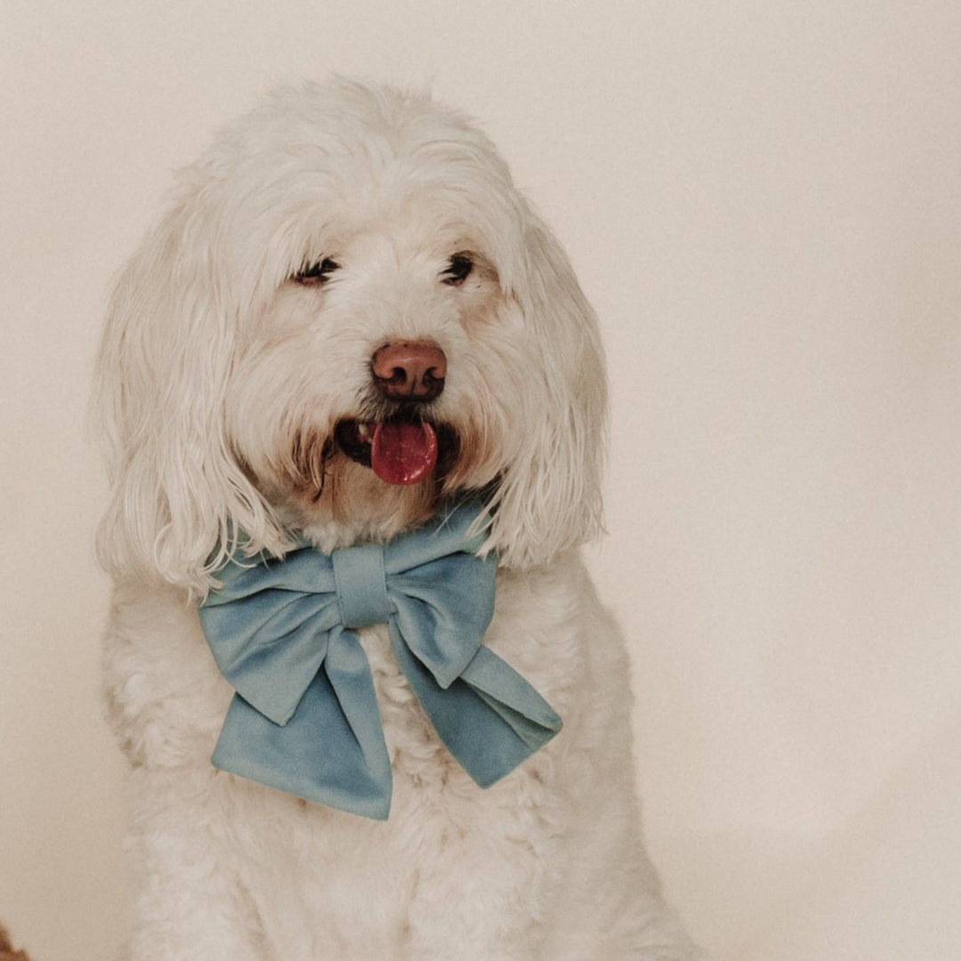 Velvet Misty River Classic Dog Collar + Sailor Bow Walk Set