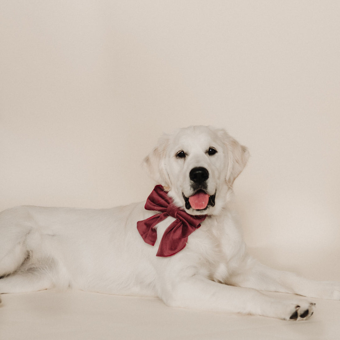 Velvet Mulberry Classic Dog Collar + Sailor Bow Walk Set