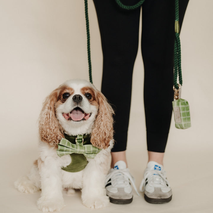 Meadow Reversible Dog Harness + Bow Tie Walk Set