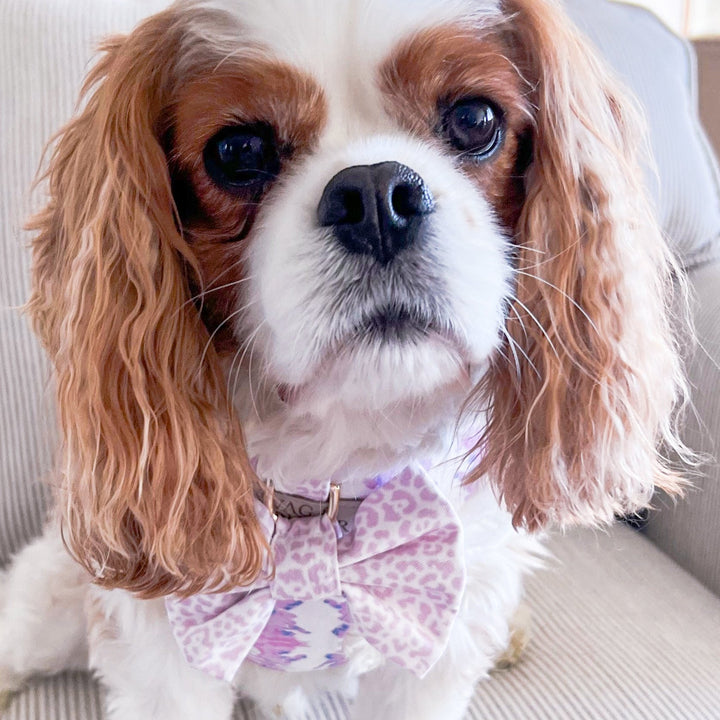 French Lavender Reversible Dog Harness + Bow Tie