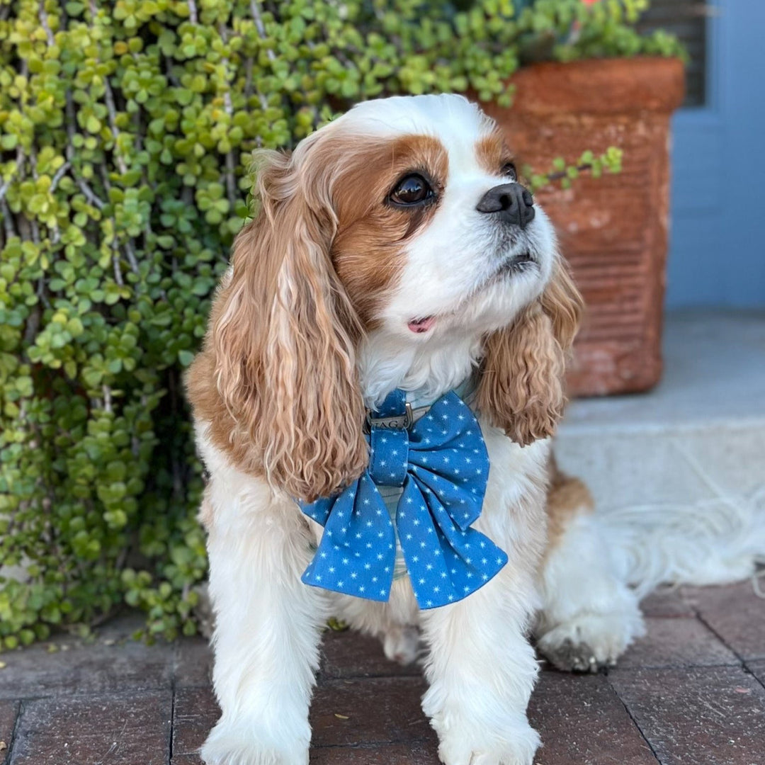 Starry Sky Sailor Dog Bow