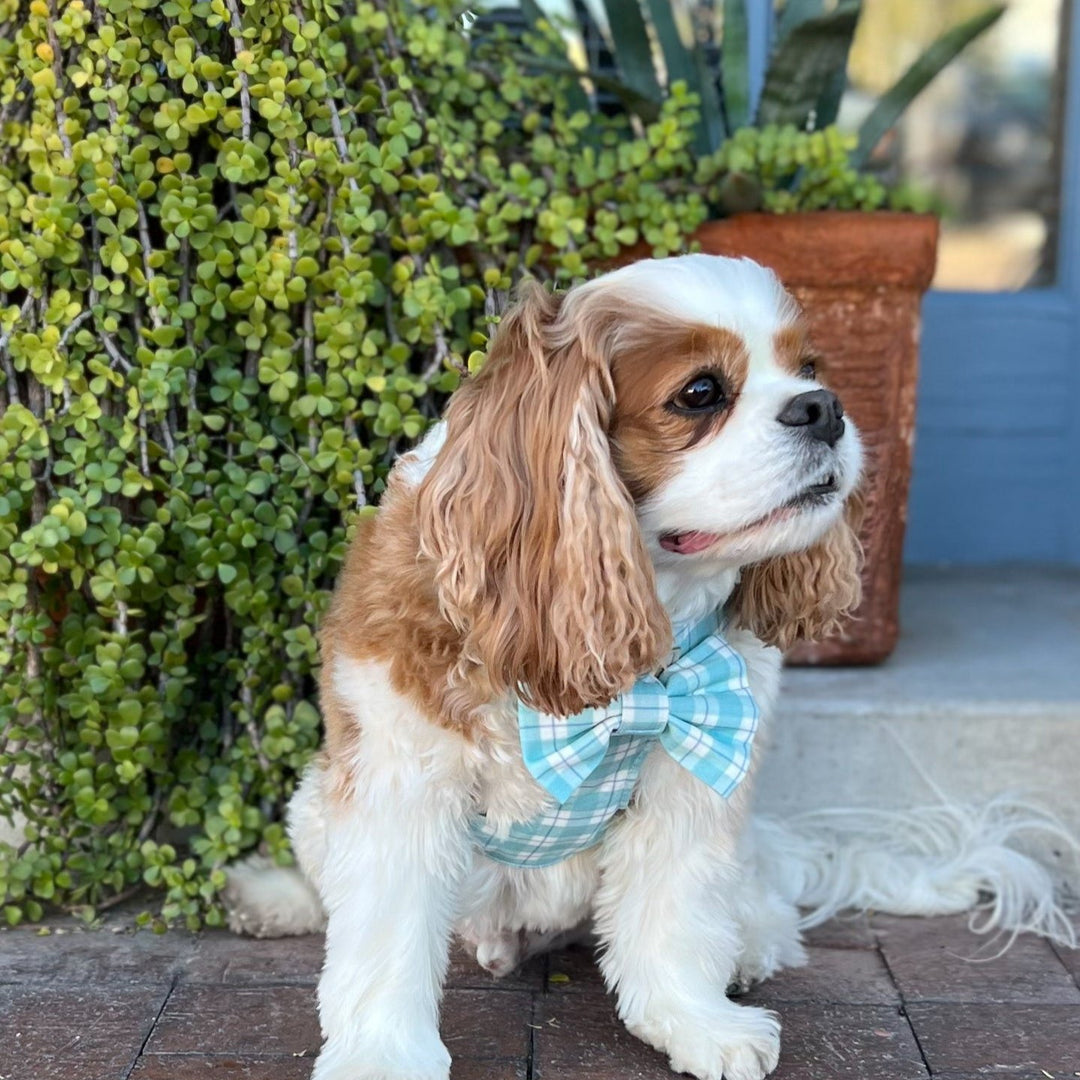 Seaside Reversible Dog Harness + Bow Tie Walk Set