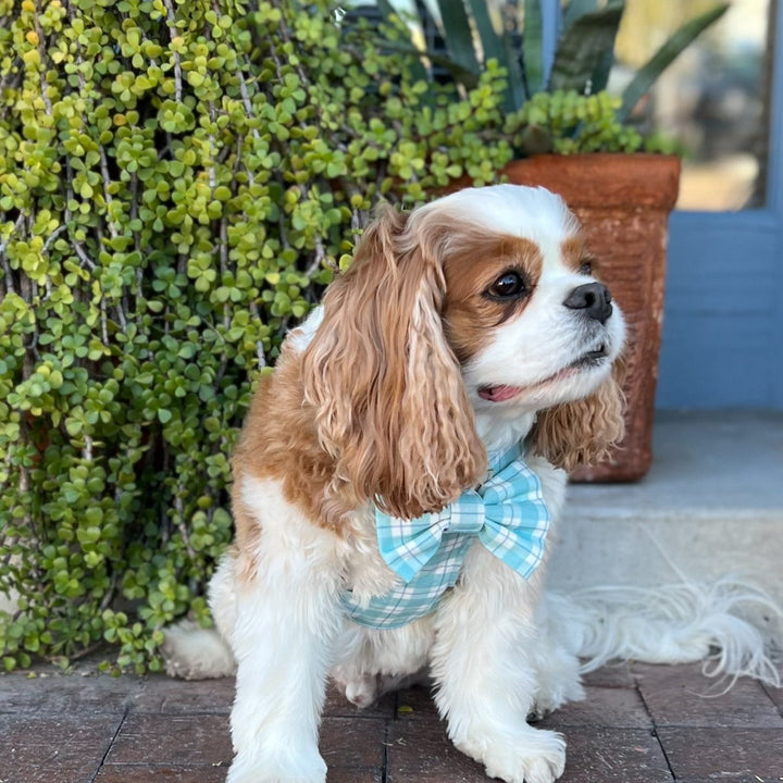 Seaside Reversible Dog Harness