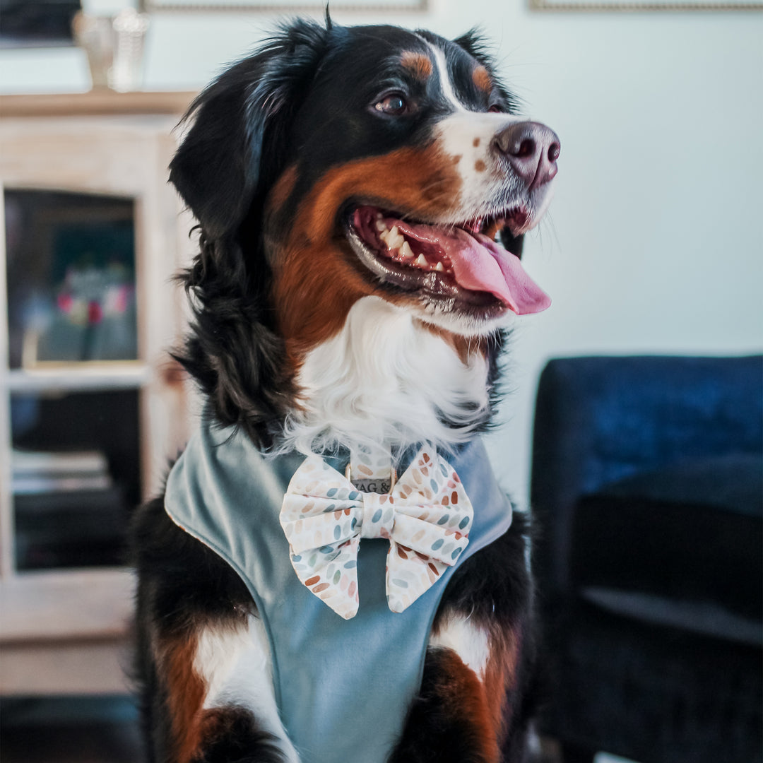 Arctic Sky Reversible Dog Harness + Bow Tie Spiced Coral Walk Set