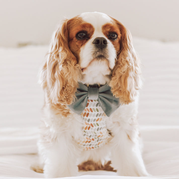 Velvet Misty River Classic Dog Bow Tie