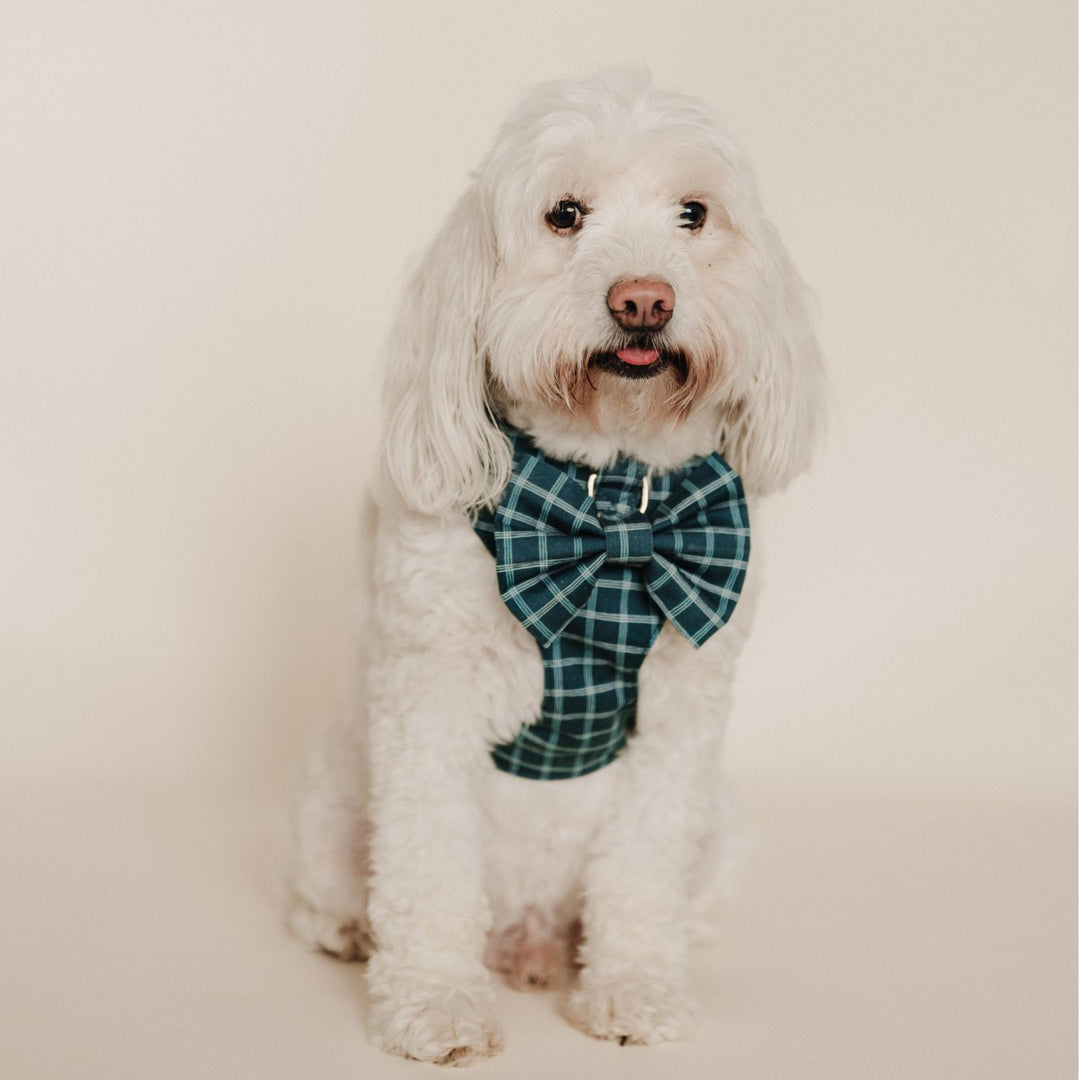 Atlantic Waves Windowpane Classic Dog Bow Tie