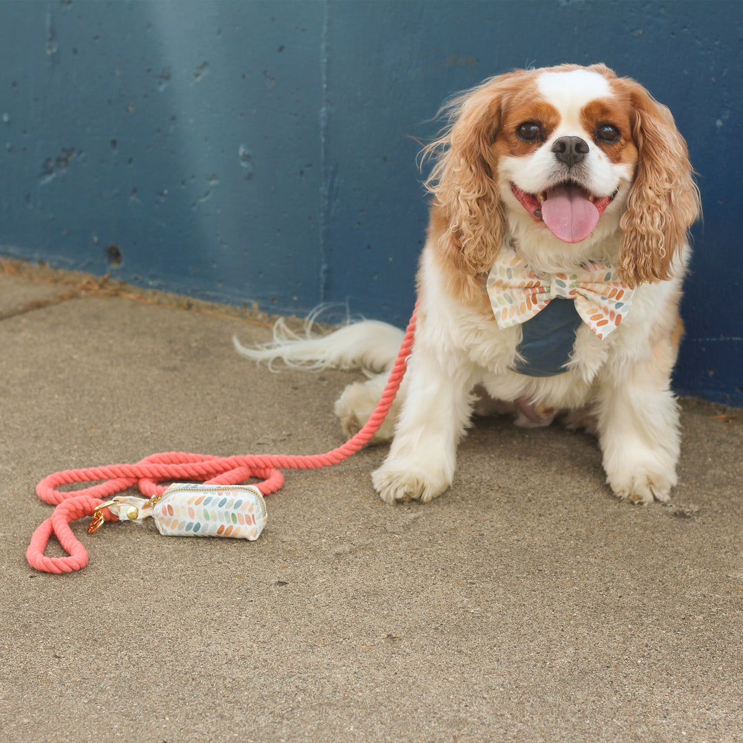 Cavalier King Charles Spaniel wearing blue velvet dog harness and watercolor dog bow tie with coral rope leash and watercolor dog poop bag holder on sidewalk against blue wall